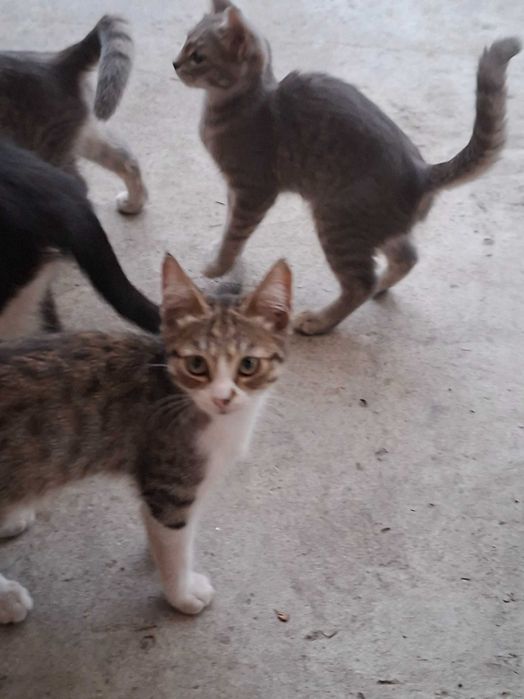 Отдаем котят бесплатно