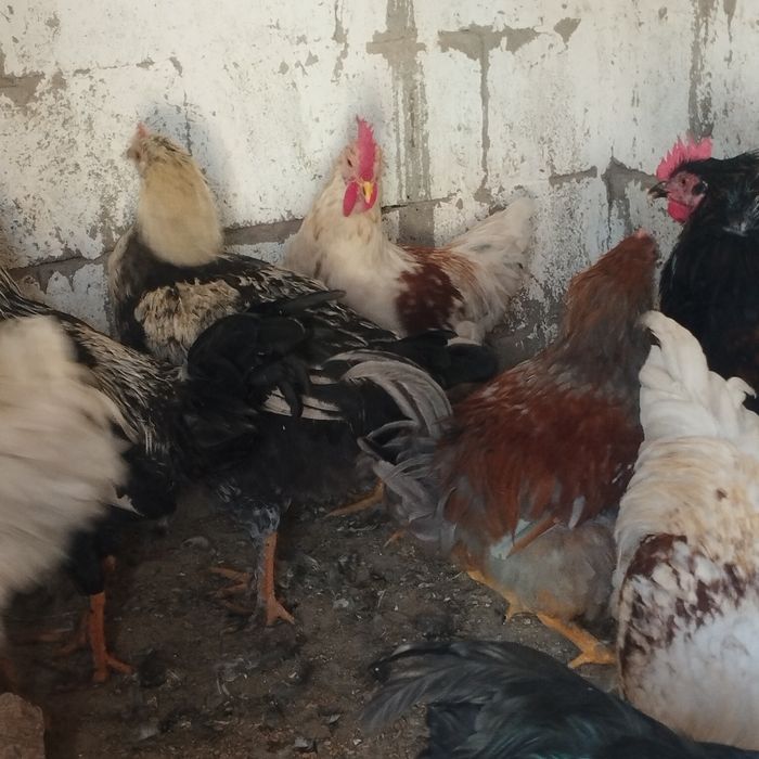 Продам куры домашние