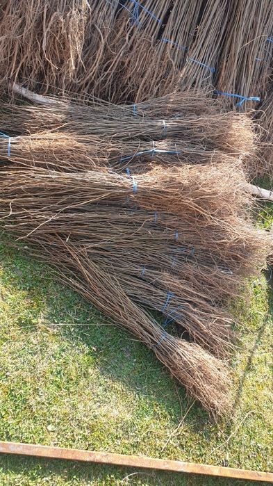 Puieți salcâm 60 bani