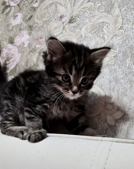 Мылые породистые котята: 50 у.е. - Mushuklar Toshkent на Olx