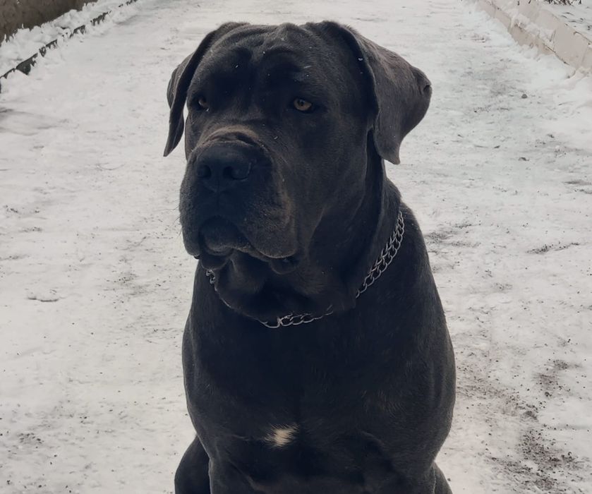 Кане Корсо вязка