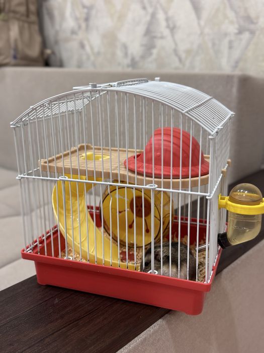 Продам хомячка вместе с домиком