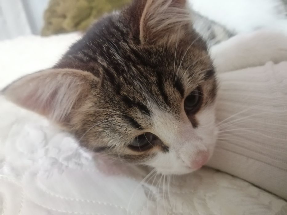 Отдам котёнка, девочка