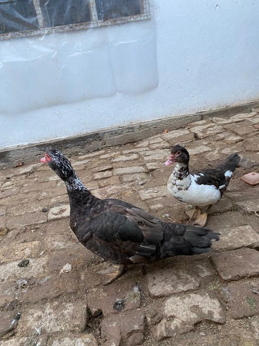 Селезень Индоутка