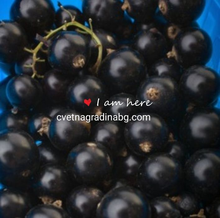 Касис Черен и Червен