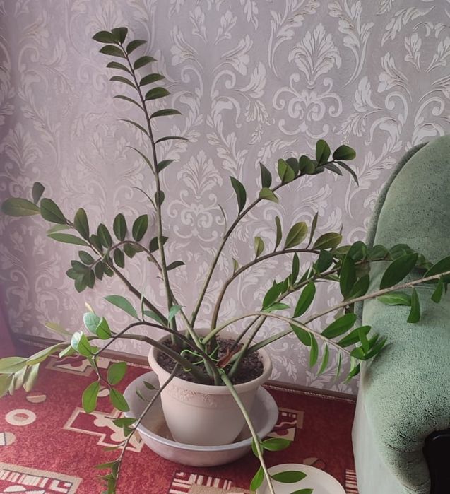 Цветы комнатные, Замиокулькас