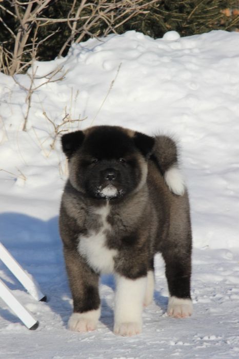 Американская Акита