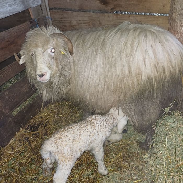 Miei gemeni de vanzare