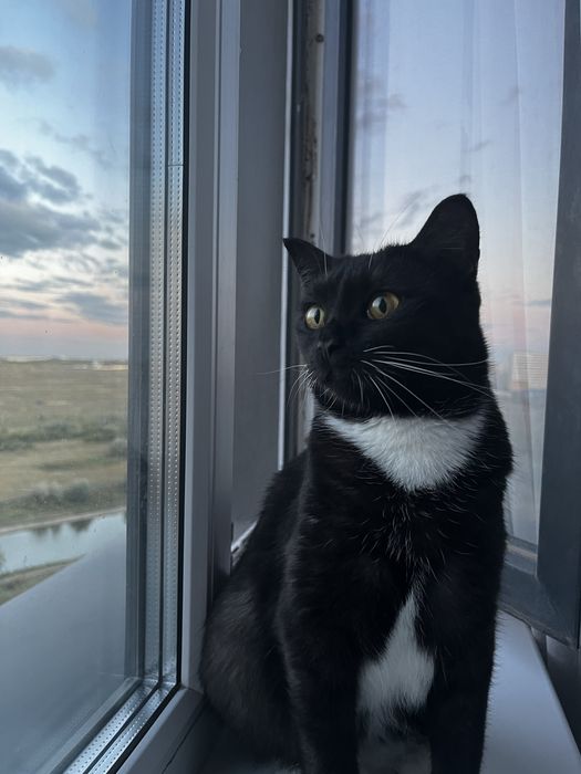 Ищем дом для Леи