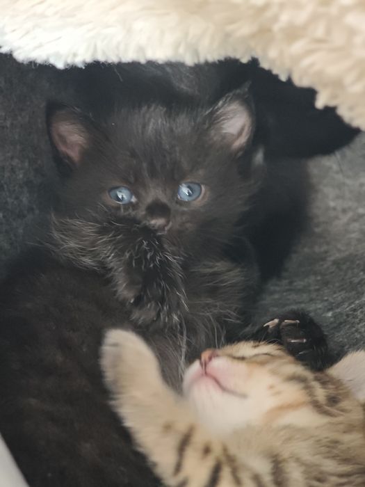 Отдам котят в добрые руки