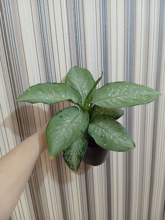 Продам Аглаонема разных сортов