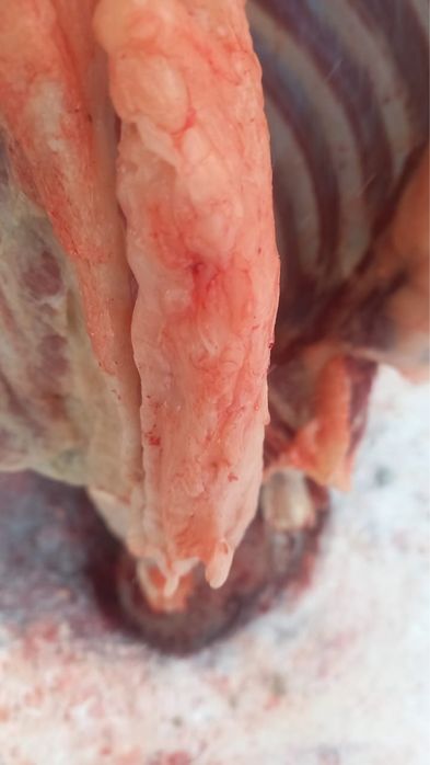 Семіз байталдар сатылады