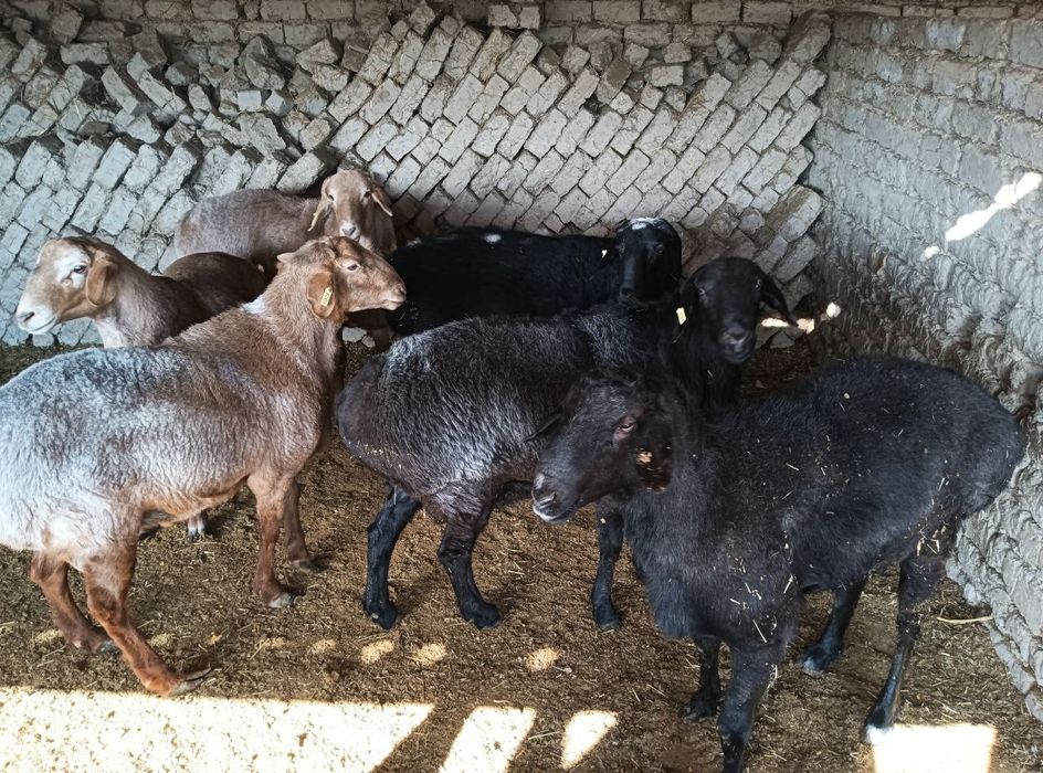 Qo'chqor va qo'zi qo'chqorlar sotiladi tirik vazn 70,000-75,000 so'm