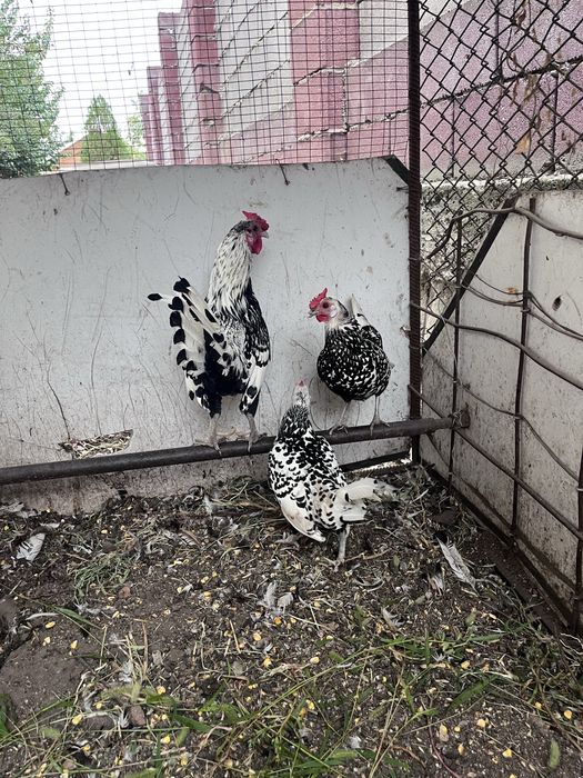 Продам курей сШамалган