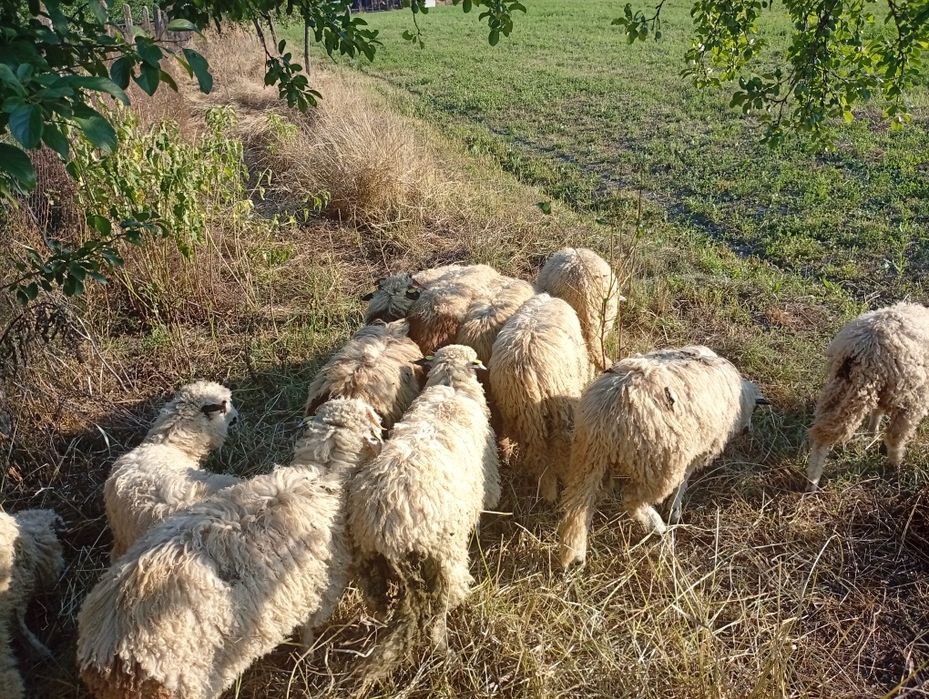 Miei de anul asta