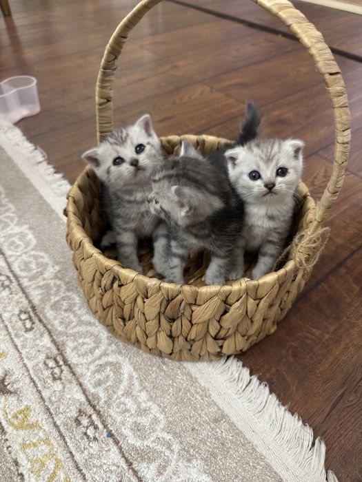 Шотландские котята