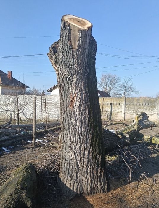 Vand lemn nuc /trunchi