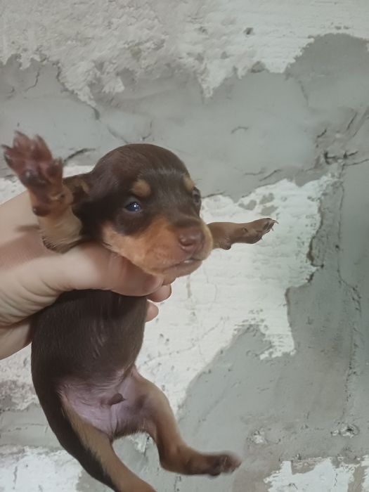 Щенки той терьера