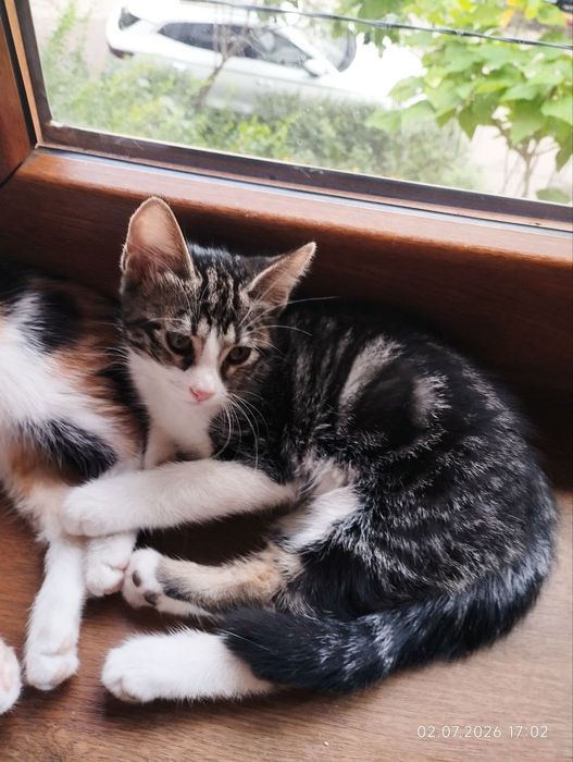 Котятам нужен дом