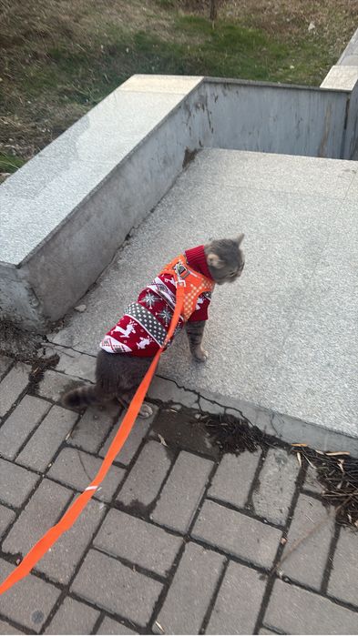 Кошка британец, 5кг