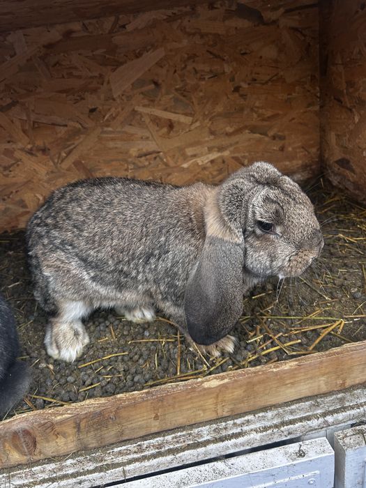 Iepuri berbec german