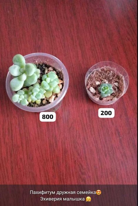 Суккуленты разные,укореняшки,срезы..