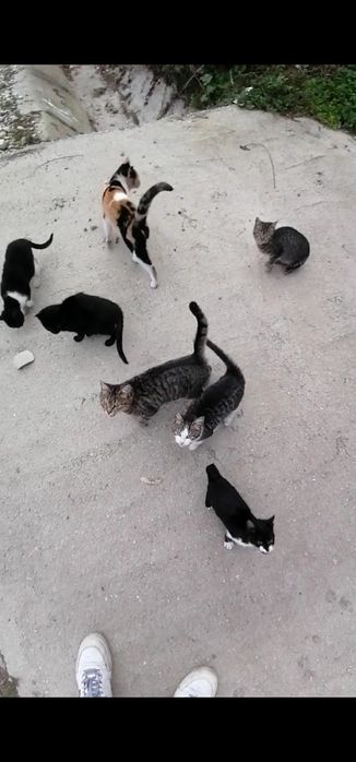 pisicuțe pentru adopție