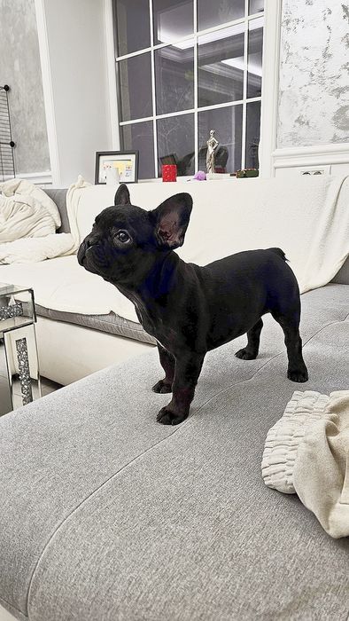 Bulldog francez Negru