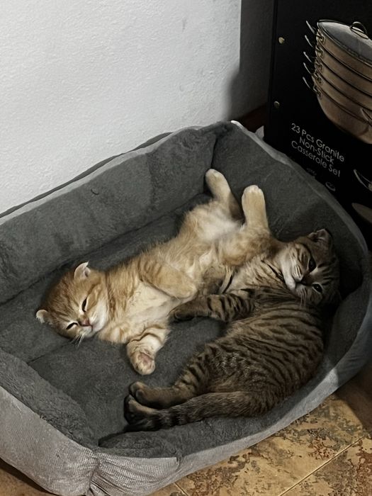 Отдаю котов в добрые руки