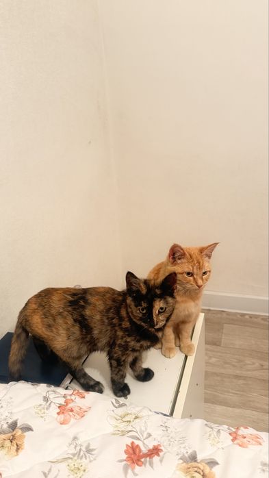 Котенок бесплатно