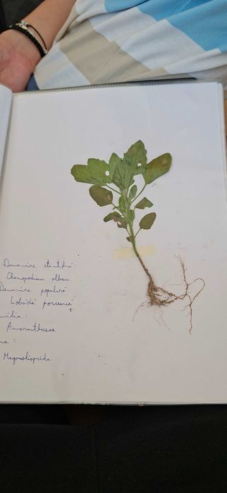Ierbar cu 25 plante