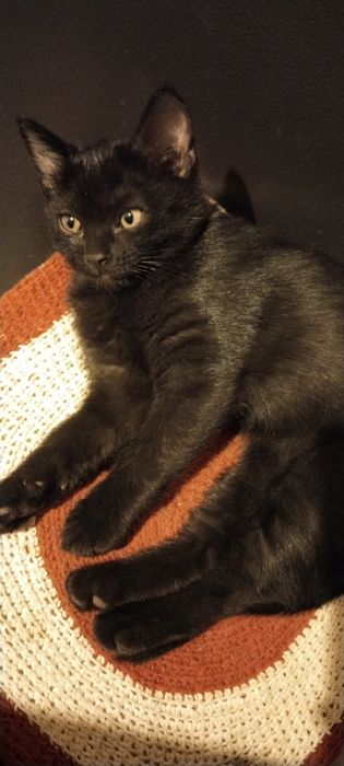 Отдам котят девочки