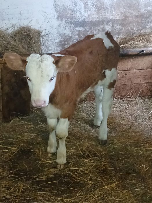 Vând vitei bălțați