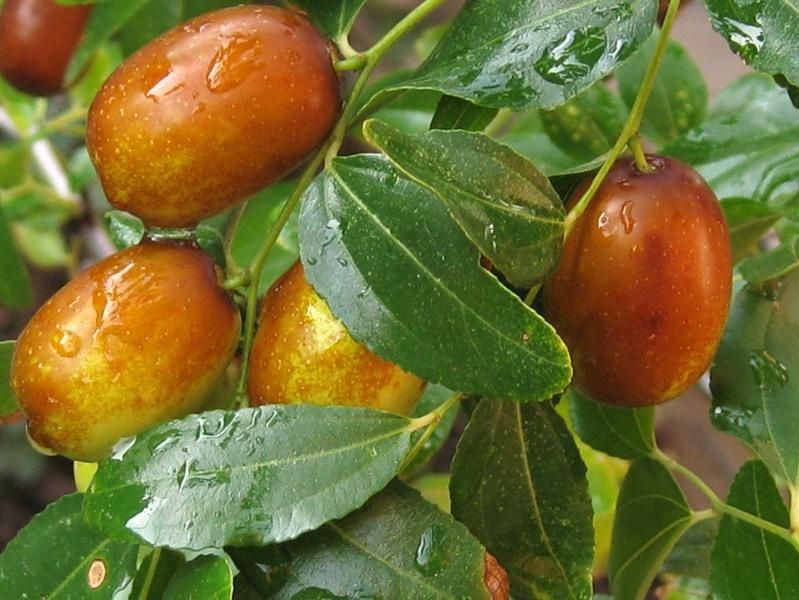 Китайский финики (Унаби) Чилан зизифус