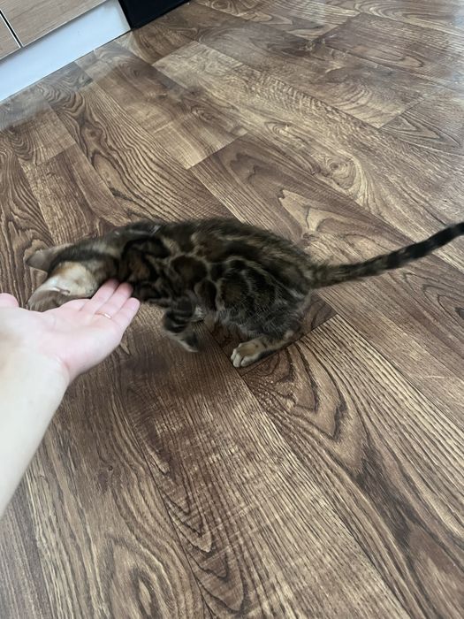 Бенгальский котенок