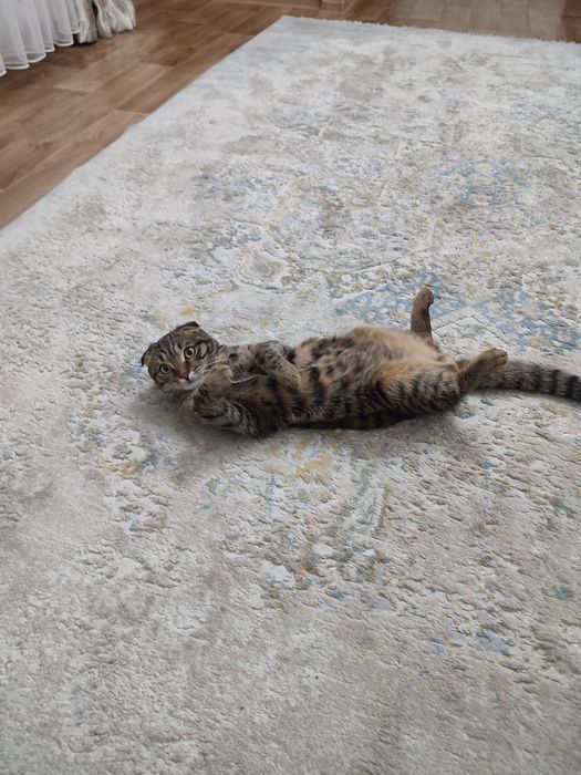 Отдам даром кота