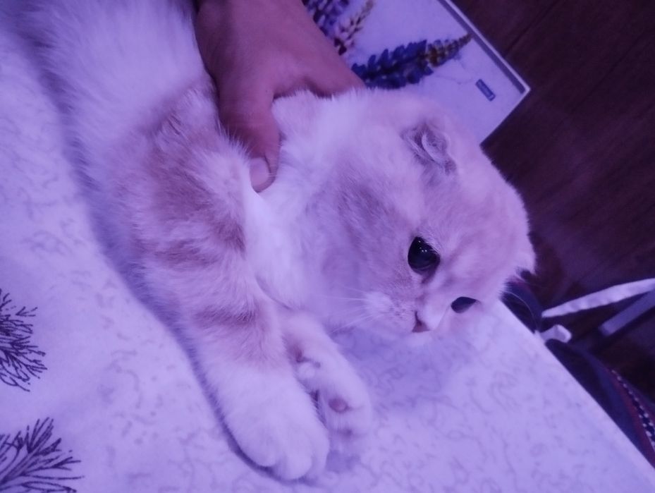 Shatland mushuk 4 oylik