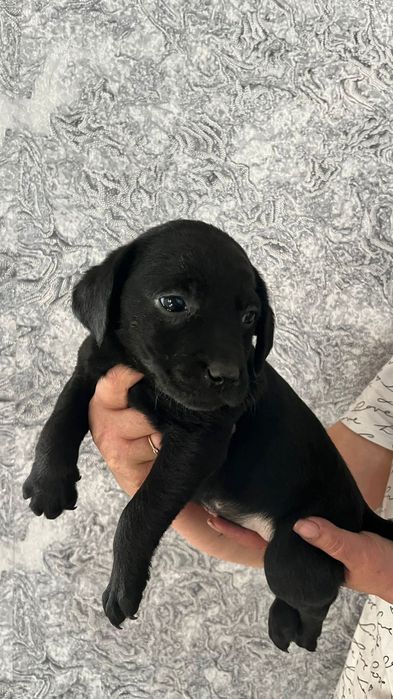 Малыши  Лабрадора