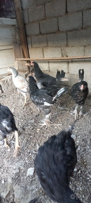 Хуроз ва товуклар сотилади бохорги.