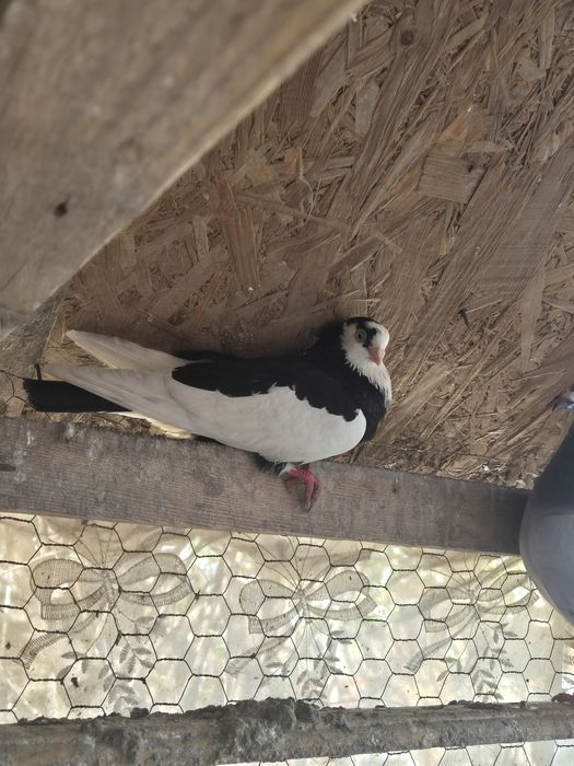 Porumbei gălățeni jucători