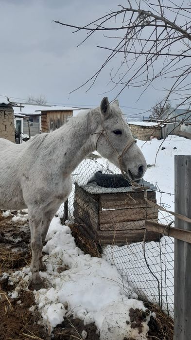 Буаз семіз бие сатылады