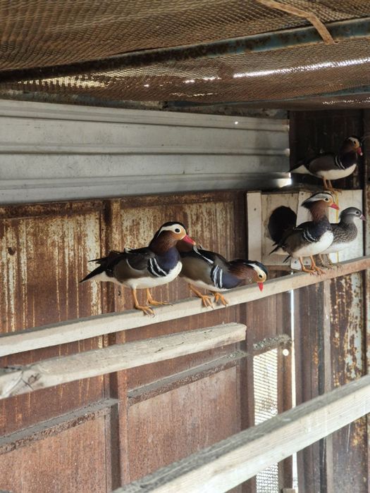 Утки Мандоринки.