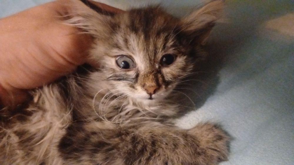 Котята, около 1,5 месяцев