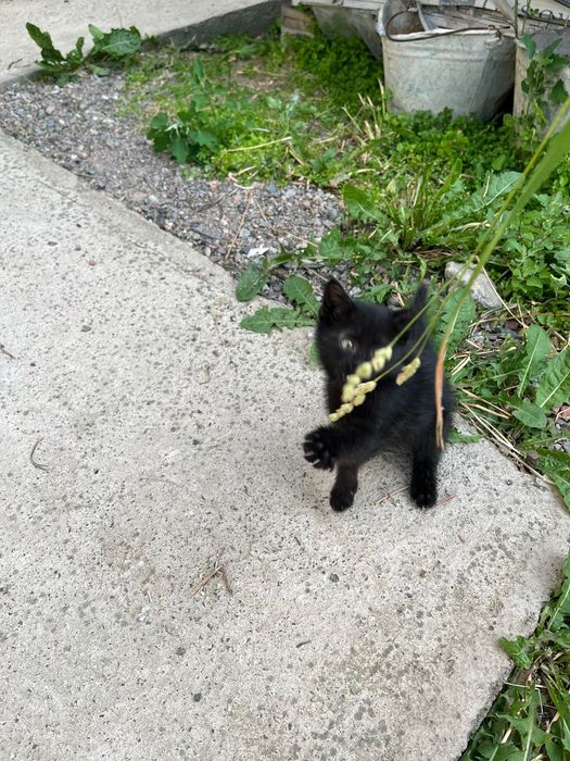 Кошки/котята/домашние животные