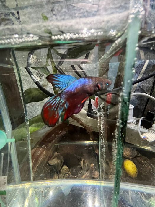 Продам три самец молодые