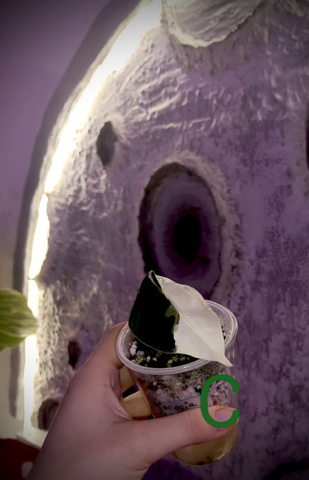 Plante exotice ( Alocasia frydek variegata)