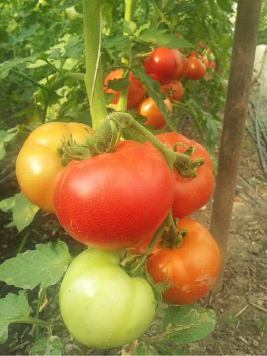 Flori si rasaduri legume: rasad ardei, rasad rosii, rasad vinete si altele direct de la producator!