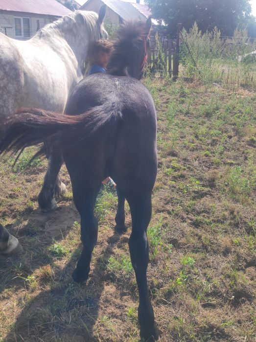 Vand iapa  de 5 pe 6 ani cu manza de 5 luni preț in privat