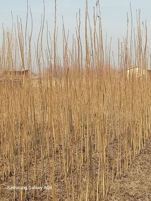 Терак кучатлари сотилади.