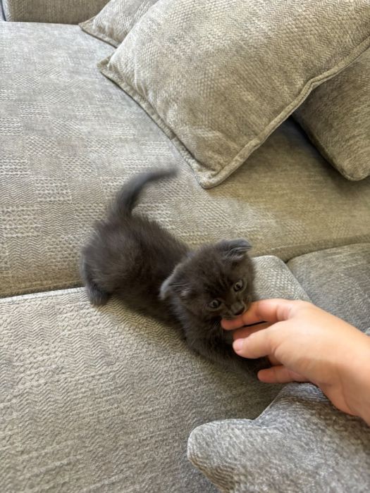 Отдам котенка , 2месяца , мальчик вислоухий